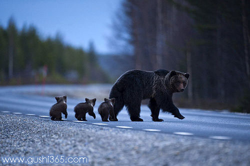 熊妈妈教小熊过马路