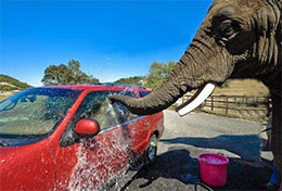 让大象给汽车洗澡