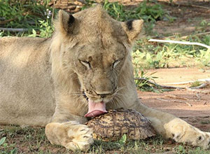 狮子想要吃掉豹龟，结局令人捧腹