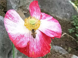 小蜜蜂与花儿