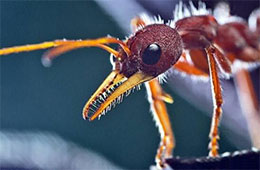 公牛蚁：世界上最大的蚂蚁