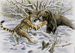 乌苏里棕熊对东北虎的抢劫