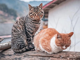 城里的猫和乡下的猫