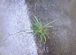 从岩缝里长出来的小草