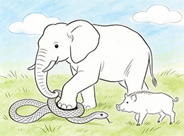 大象妈妈救了野猪宝宝