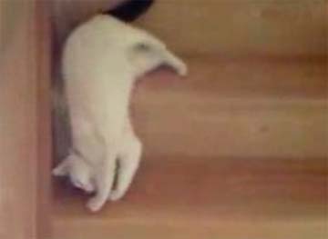 小猫下楼梯